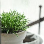 如何添置办公室里的绿色植物？